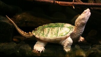 Interesting Turtle Wallpaper Myspace Background