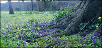 The Botanic Gardens Dublin Ireland Wallpaper
