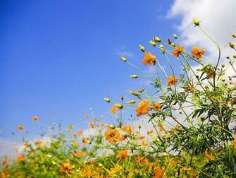 Artistic Spring Wallpaper Pack Enjoy Using This For