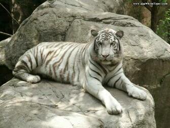 Tiger Wallpaper White On Rocks