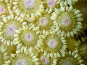 Flower Coral