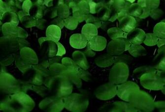 Lucky Charms Wallpaper