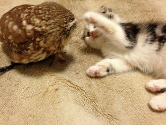 Exotic Pets HD Wallpaper Animals