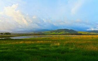 Summer Field Widescreen Wallpaper
