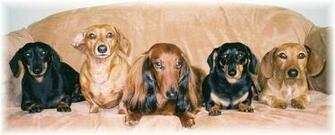 The Dachsund Five Wallpaper Desktop Background