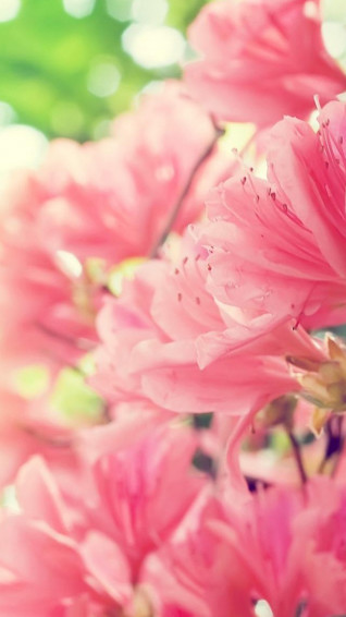 Flower iPhone Wallpaper