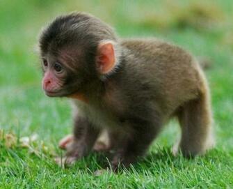 Snow Monkey Baby Wallpaper Monkeys