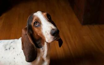 Pics Photos Basset Hound Wallpaper