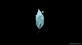 The Leaf From Fringe HD Wallpaper Database