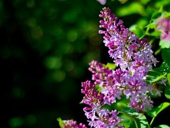 Showing Gallery For Lilac Bush Wallpaper
