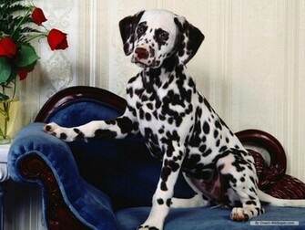 Dalmation Wallpaper Dogs