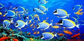 Tropical Fish Desktop Wallpaper