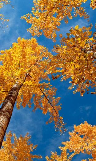 Indian Summer HD Live Wallpaper For Android