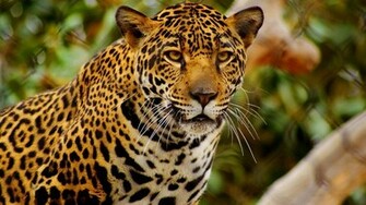 Cheetah HD Wallpaper Pictures Image Background Photos
