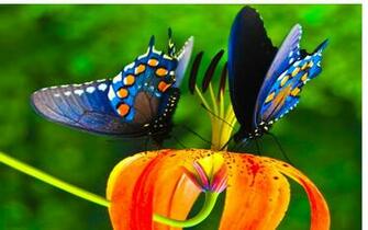 Colorful Butterfly Wallpaper Background Hivewallpaper