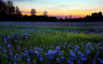 Wildflower Wallpaper Desktop