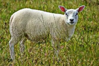 Sheep Lamb Photos Desktop Background Wallpaper