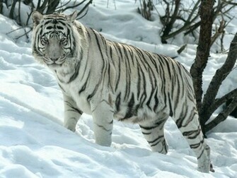 White Tiger Wallpaper Desktop