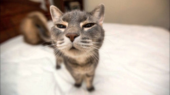 Cat Meme Quote Funny Humor Grumpy Wallpaper HD