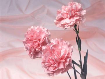 Pink Carnation Color Photo