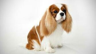 Cavalier King Charles Spaniel Dog Breed Selector Animal Planet