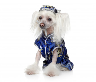 4k 5k 6k 7k Dogs Clothes Uniform Chinese Crested