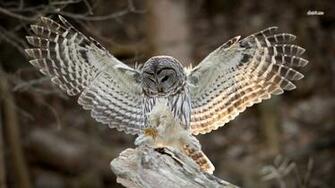 Owl Wallpaper Animal