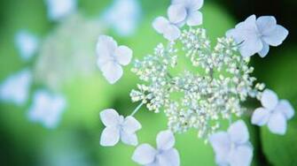 Blue Flower Wallpaper Netbook Background