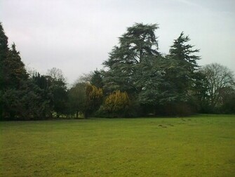 Tree Surgery In Berkshire Surgeon Trees Managed