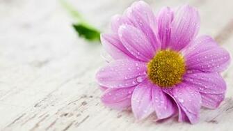 Water Petals Drops Table Flower Wallpaper Background 4k Ultra HD