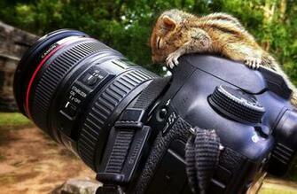 Squirrel Canon 7d Reflex Wallpaper Other Tokkoro