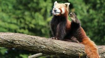 Animals Full HD Wallpaper 1080p Desktop Background