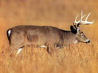 Whitetail Deer Wallpaper