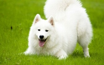 Fondos De Pantalla Samoyedo Wallpaper