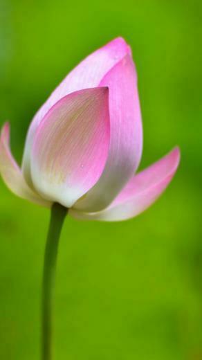 Flower iPhone Plus Wallpaper HD