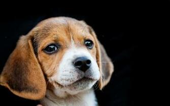 Beagle HD Wallpaper Net