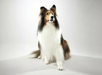 Shetland Sheepdog Wallpaper