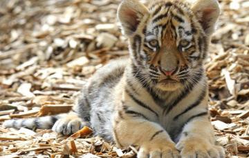 Wallpaper Look Tiger Paws Cub Kitty Face Wild Cat