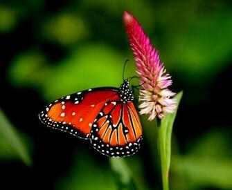 Colorful Butterfly HD Image Wallpaper