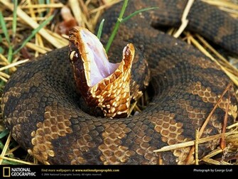 Cool And Funny Snake Wallpaper All About World Tattoo