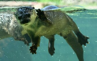 Otter X Animals Photography Miriadna