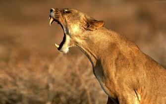 Fonds D Cran Puma Tous Les Wallpaper