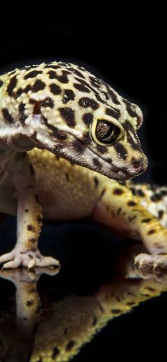 Animal Leopard Gecko Wallpaper Id