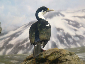 Imperial Shag Mountain Backdrop Wallpaper