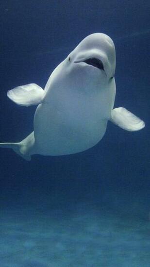 Beluga Whale Trio Wallpaper