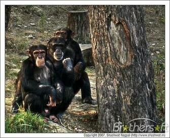 Monkey Pg Screensaver