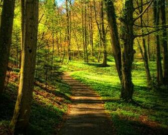 Walking Into The Woods High Quality And Resolution