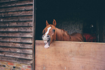 Horse Face Wallpaper