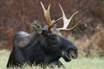 Moose Computer Wallpaper Desktop Background Id