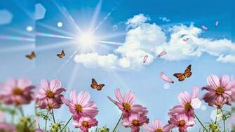 Nice Flowers Wallpaper Desktop Background Full Screen